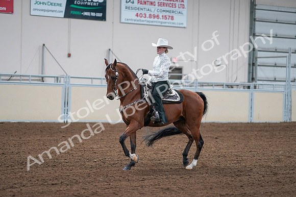 2020 - AB Morgan Horse - Fri, Sept 04 - 03586