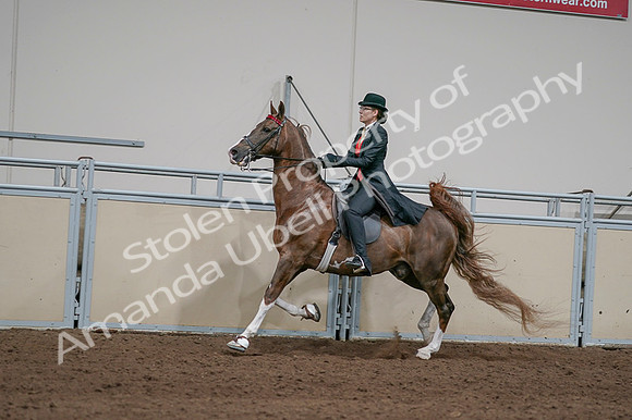 2020 - AB Morgan Horse - Fri, Sept 04 - 09745
