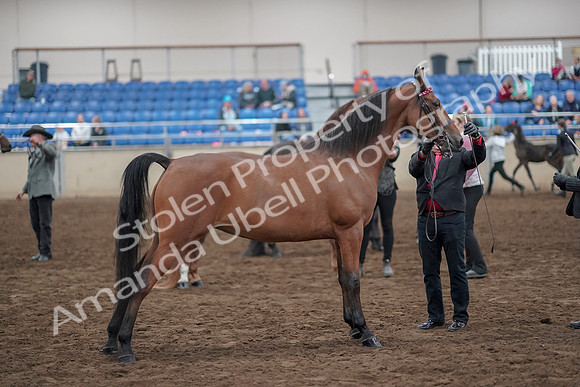 2019 Morgan Horse Show - Aug 31, 2019 - 03706