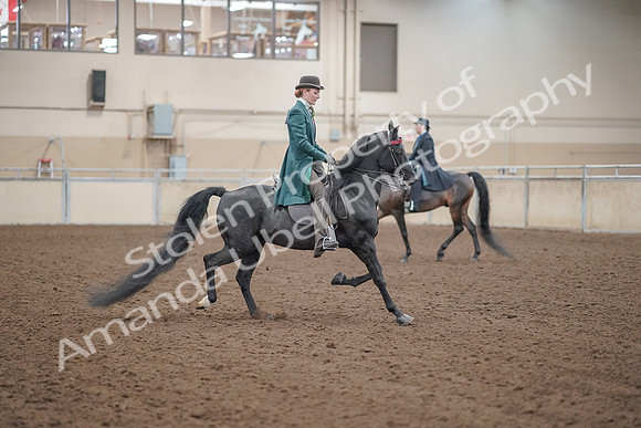 2019 Morgan Horse Show - Aug 30, 2019 - 15622