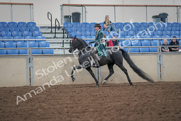 2019 Morgan Horse Show - Aug 30, 2019 - 15494