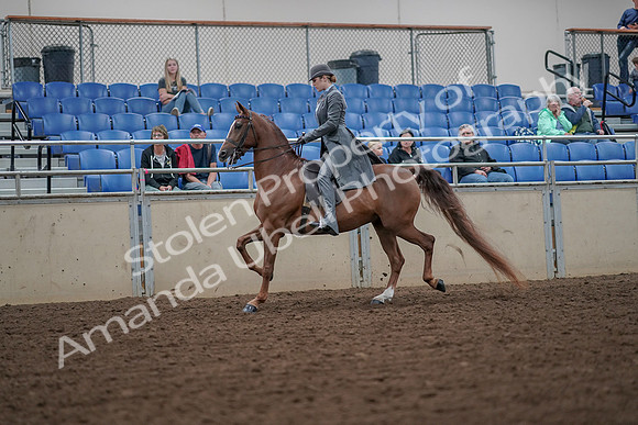 2019 Morgan Horse Show - Aug 30, 2019 - 15455