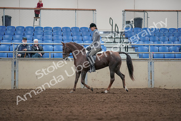 2019 Morgan Horse Show - Aug 31, 2019 - 07267