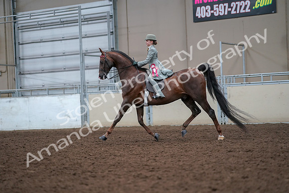 2019 Morgan Horse Show - Aug 30, 2019 - 18270