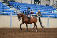 2020 - AB Morgan Horse - Fri, Sept 04 - 04477