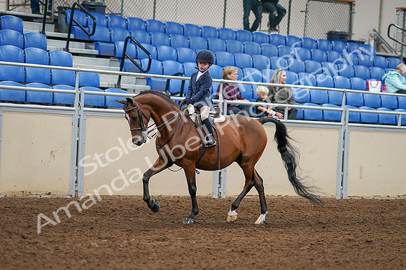 2020 - AB Morgan Horse - Fri, Sept 04 - 04477