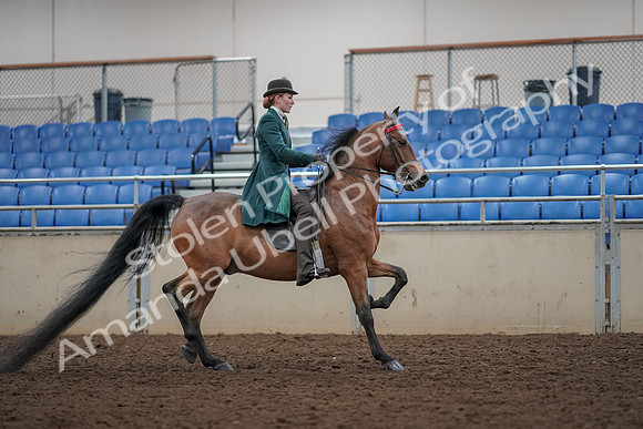 2019 Morgan Horse Show - Aug 30, 2019 - 28254