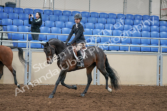 2020 - AB Morgan Horse - Sun, Sept 06 - 07951