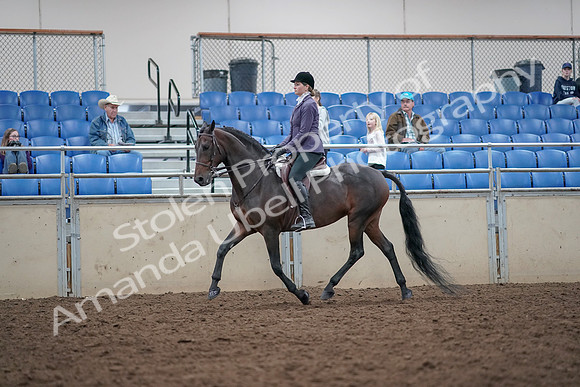 2019 Morgan Horse Show - Aug 31, 2019 - 14938