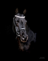 Toby - 4284