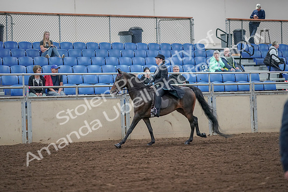 2019 Morgan Horse Show - Aug 30, 2019 - 15609