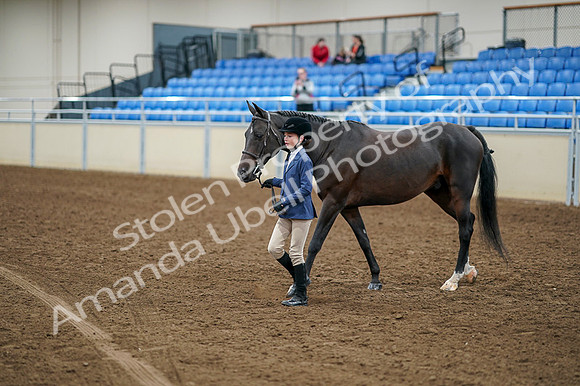 2020 - AB Morgan Horse - Fri, Sept 04 - 00878
