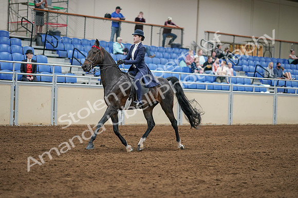 2020 - AB Morgan Horse - Sat, Sept 05 - 06268