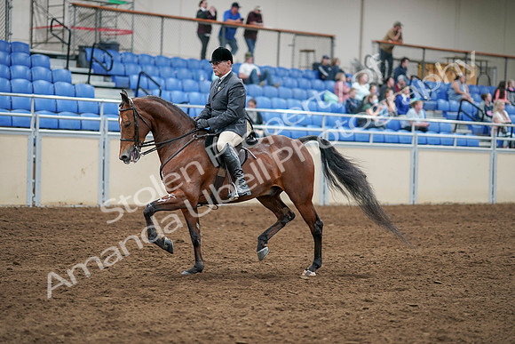 2020 - AB Morgan Horse - Sat, Sept 05 - 06872