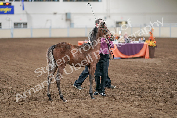 2020 - AB Morgan Horse - Sat, Sept 05 - 00513