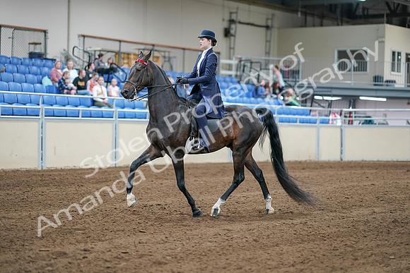 2020 - AB Morgan Horse - Sat, Sept 05 - 06171