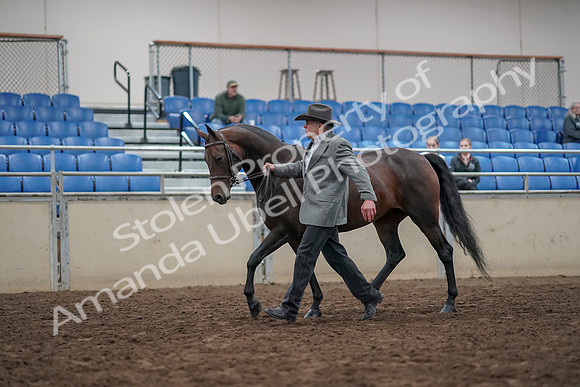2019 Morgan Horse Show - Aug 31, 2019 - 03683