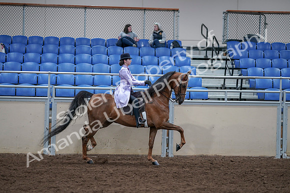 2020 - AB Morgan Horse - Fri, Sept 04 - 05097