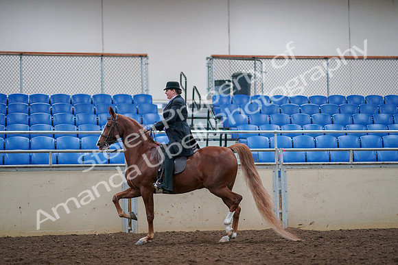 2019 Morgan Horse Show - Aug 30, 2019 - 21405