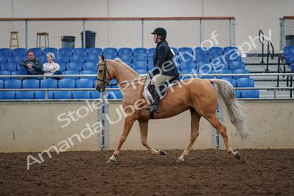 2019 Morgan Horse Show - Aug 30, 2019 - 22301