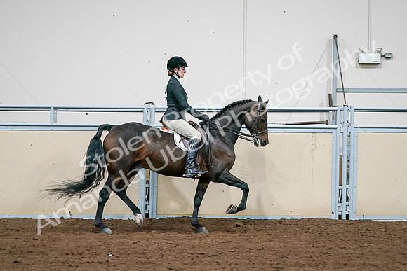 2020 - AB Morgan Horse - Sat, Sept 05 - 14584