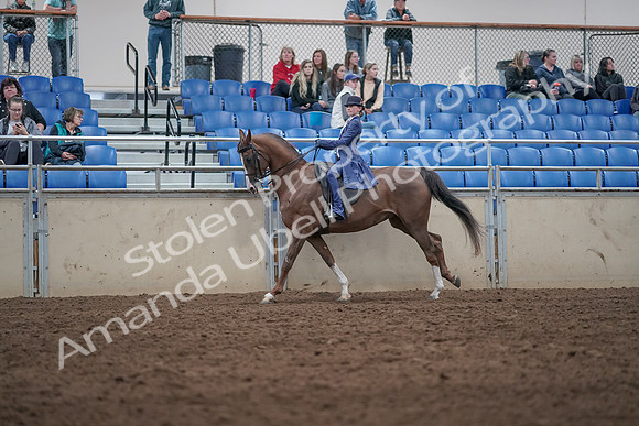 2019 Morgan Horse Show - Aug 31, 2019 - 20633