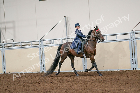 2020 - AB Morgan Horse - Sat, Sept 05 - 04830