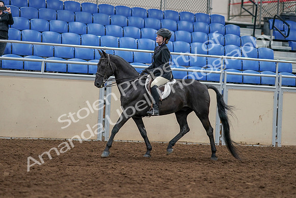2020 - AB Morgan Horse - Sun, Sept 06 - 07779