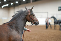 2020 - AB Morgan Horse - Sat, Sept 05 - 00733