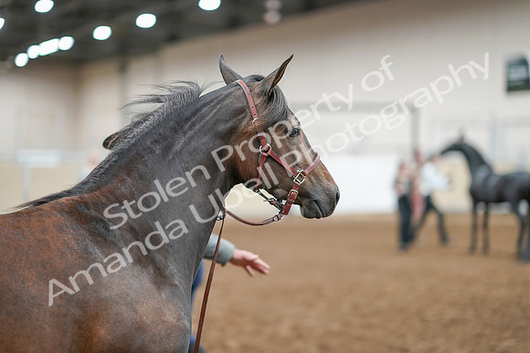 2020 - AB Morgan Horse - Sat, Sept 05 - 00733
