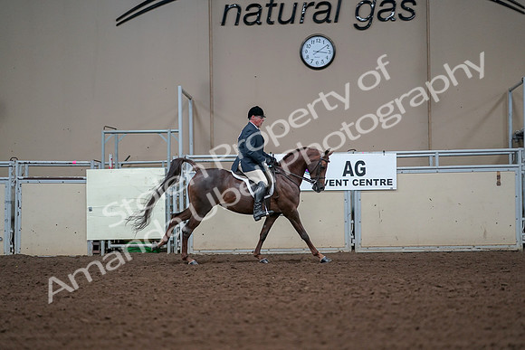 2019 Morgan Horse Show - Aug 30, 2019 - 17595