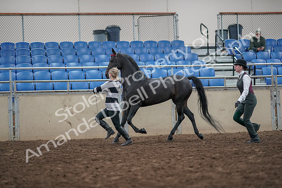 2019 Morgan Horse Show - Aug 31, 2019 - 03609