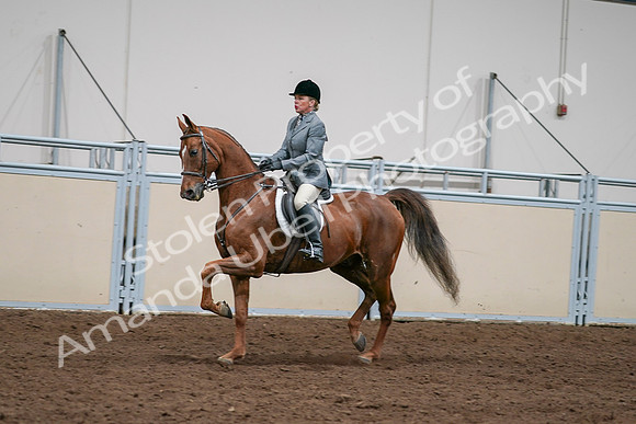 2020 - AB Morgan Horse - Sat, Sept 05 - 03066