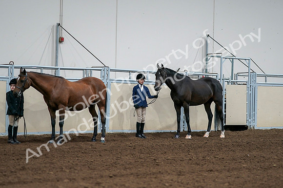 2020 - AB Morgan Horse - Fri, Sept 04 - 00813