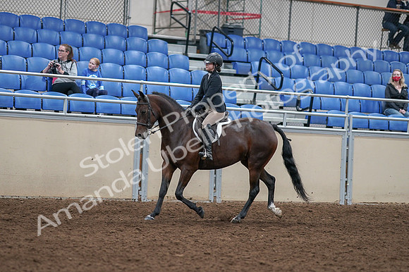 2020 - AB Morgan Horse - Fri, Sept 04 - 05902
