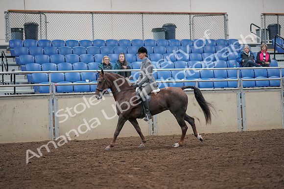 2019 Morgan Horse Show - Aug 31, 2019 - 07319