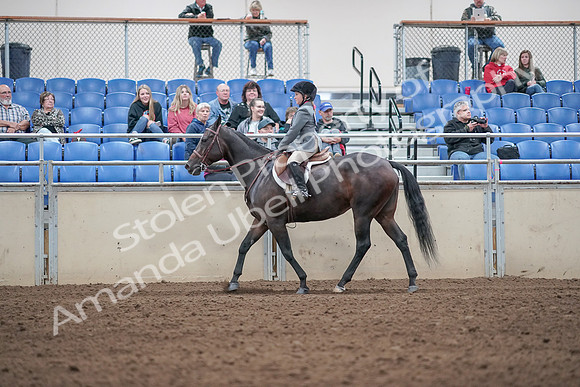 2019 Morgan Horse Show - Aug 31, 2019 - 19461