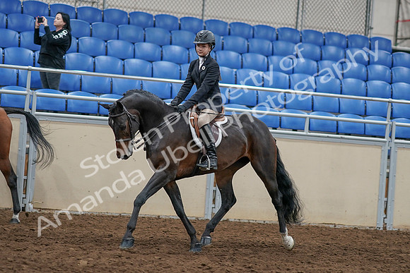 2020 - AB Morgan Horse - Sun, Sept 06 - 07949