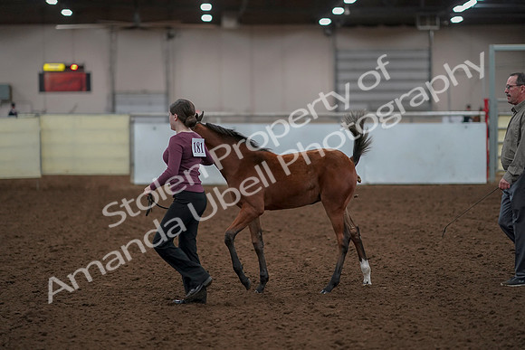 2019 Morgan Horse Show - Aug 30, 2019 - 24803