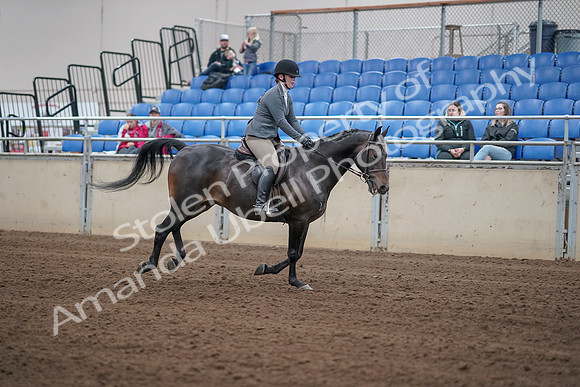 2019 Morgan Horse Show - Sept 01, 2019 - 11126