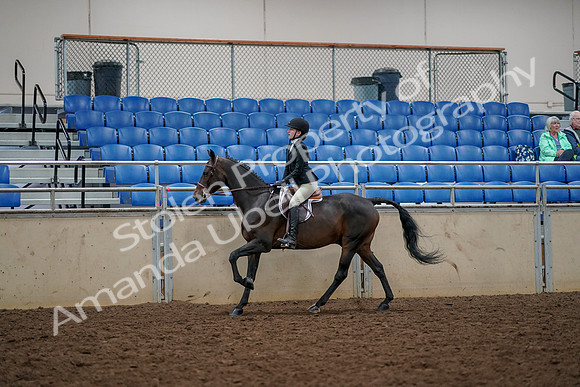 2019 Morgan Horse Show - Aug 30, 2019 - 23444