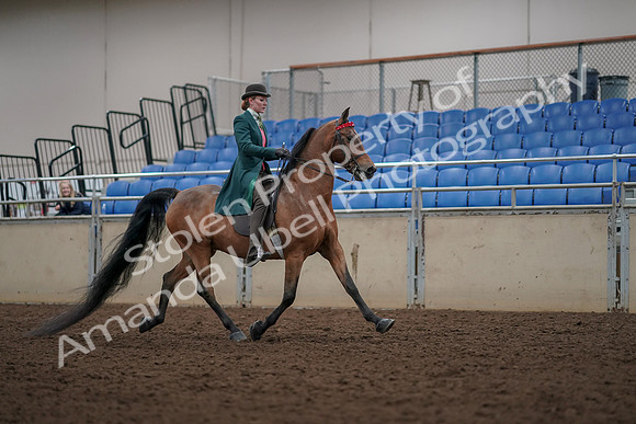 2019 Morgan Horse Show - Aug 30, 2019 - 28242
