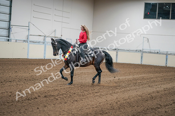 2020 - AB Morgan Horse - Sat, Sept 05 - 10388