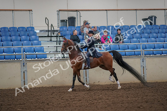 2019 Morgan Horse Show - Aug 30, 2019 - 25151