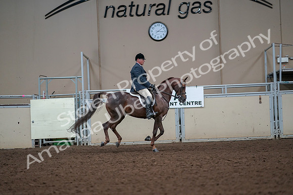 2019 Morgan Horse Show - Aug 30, 2019 - 17533