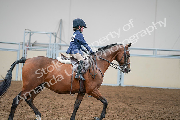 2020 - AB Morgan Horse - Sun, Sept 06 - 08101