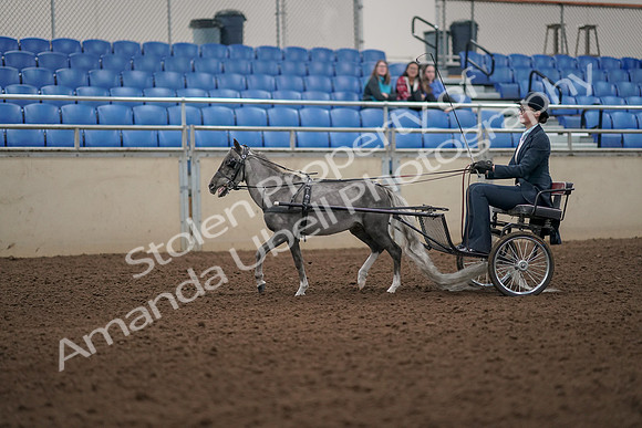 2019 Morgan Horse Show - Aug 31, 2019 - 04258