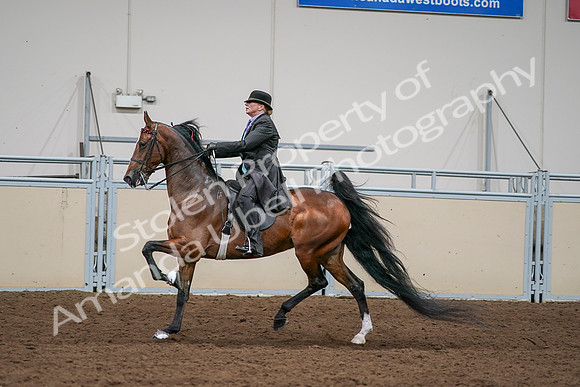 2020 - AB Morgan Horse - Sat, Sept 05 - 13013