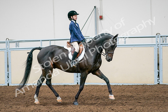 2020 - AB Morgan Horse - Sun, Sept 06 - 08127