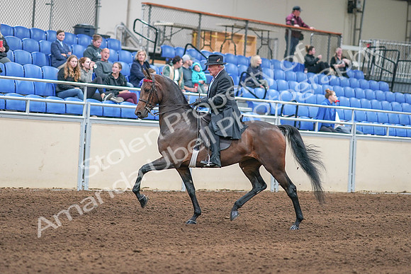 2020 - AB Morgan Horse - Sun, Sept 06 - 00295
